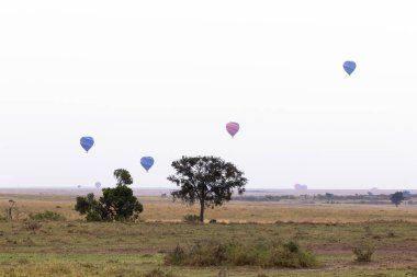 Masai Mara Panoraması sabah. Balonlar savana üzerinde. Kenya