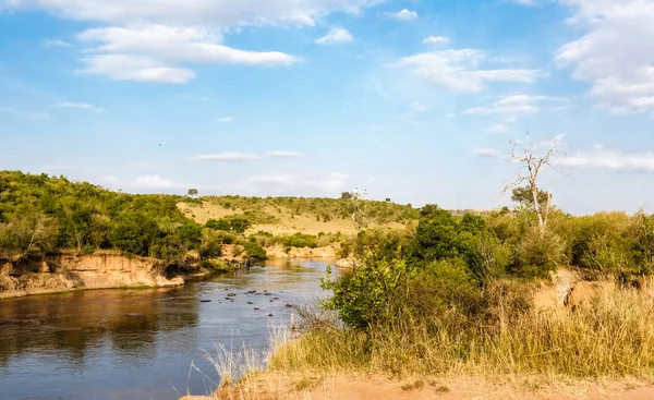 Masai Mara Mara Nehri. Nehir ağaçları arasında. Kenya.