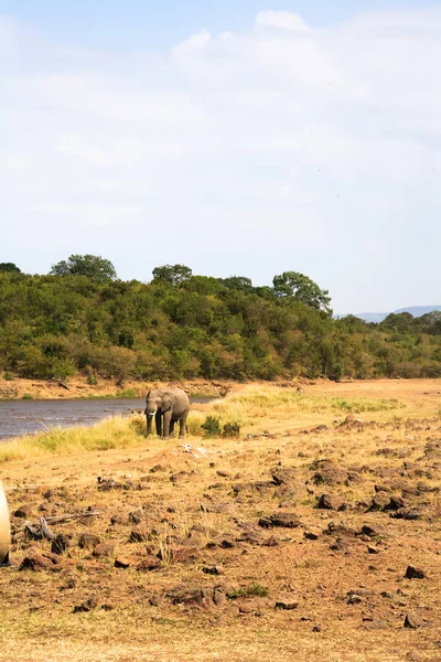 Lonely Elephant Shore Mara River Kenya Africa — Stock Photo, Image