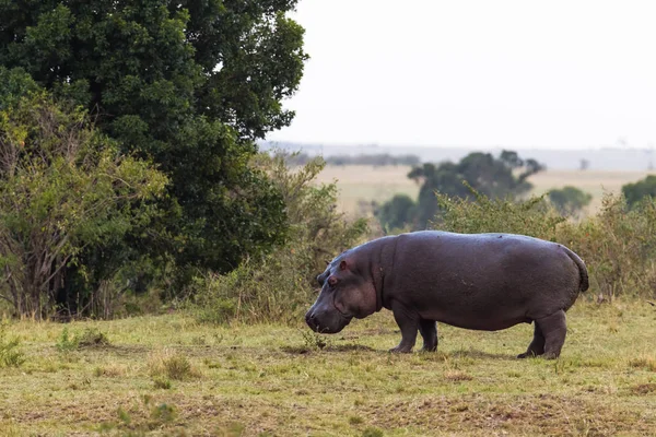Ensam Hippo Shore Mara River Kenya Afrika — Stockfoto