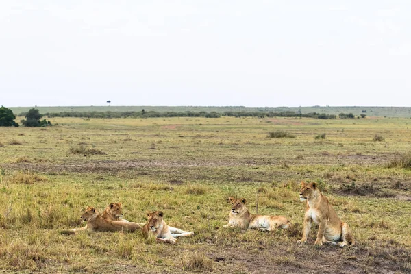 Mândria Mică Odihneşte Leoaică Savană Kenya Africa — Fotografie, imagine de stoc