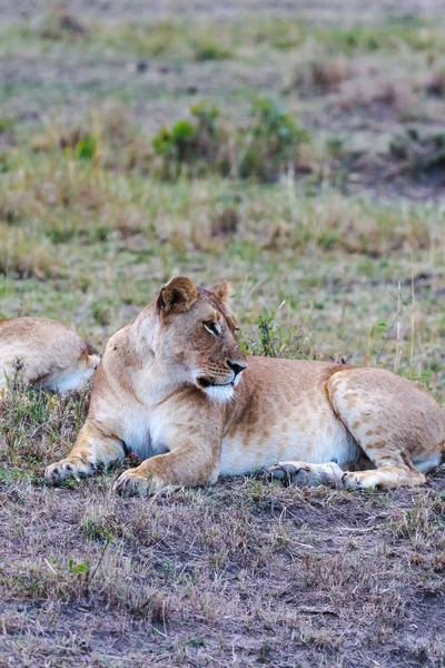 Μεγάλο Λέαινα Στον Ύπνο Στη Σαβάνα Μασάι Μάρα Κένυα Αφρική — Φωτογραφία Αρχείου