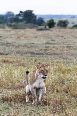 Yerdeki büyük dişi aslan sit. Masai Mara. Kenya, Afrika