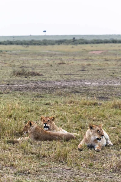 いくつかのライオンズが休んでいます サバンナのライオン ケニア アフリカ — ストック写真