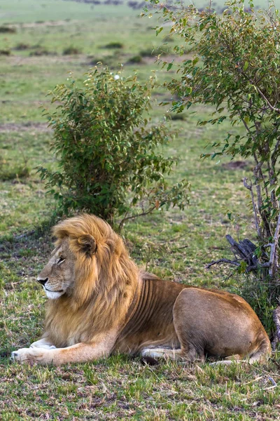 Leul Fundalul Savanei Kenya — Fotografie, imagine de stoc