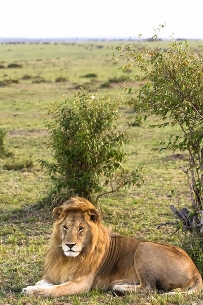 Portret Lwa Trawie Masai Mara Kenia — Zdjęcie stockowe