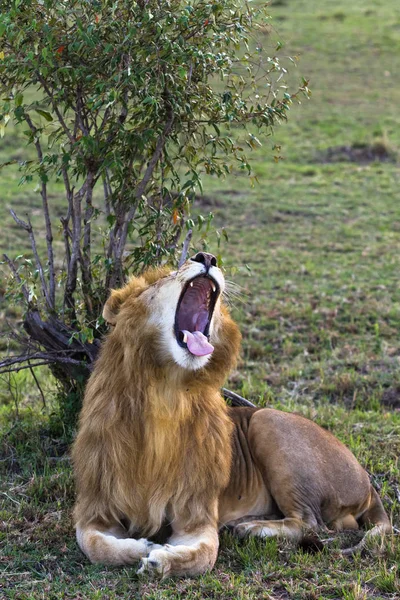 Zeer Grote Leeuw Gapen Savanne Van Masai Mara Kenia — Stockfoto