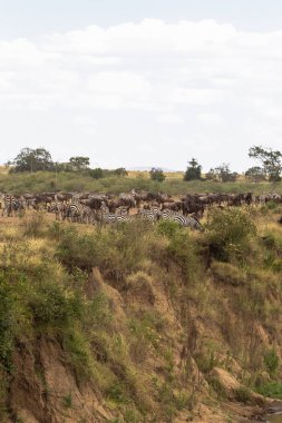 Otobur dik nehir kıyısında sürüsü. Mara Nehri, Kenya