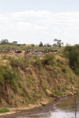 Mara Nehri dik kıyısında otobur sürüsü. Kenya, Afrika