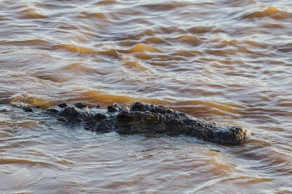 Coccodrillo Nell Acqua Fiume Mara Kenya Africa — Foto Stock