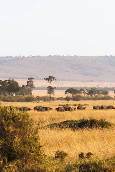 Big herd of african buffalo in the savanna of Masai Mara. Kenya, Africa