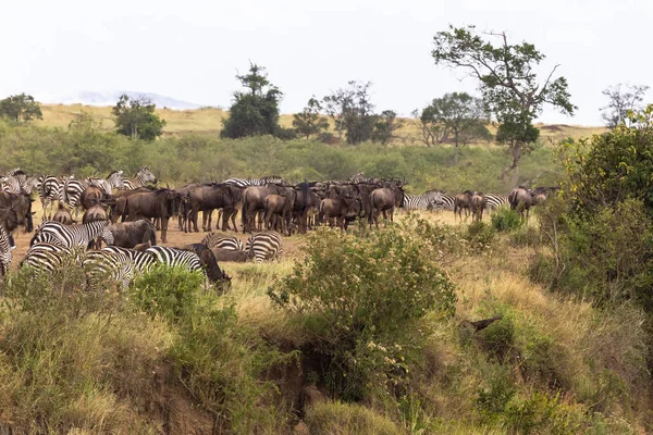 Herd of herbivores on the hige precipice. Africa