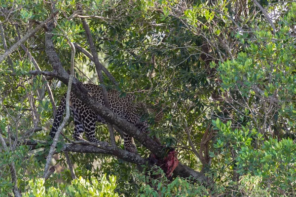 Leopardul Aşteaptă Prada Copac Masai Mara Kenya — Fotografie, imagine de stoc