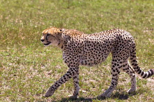 Guépard Marche Long Savane Kenya Afrique — Photo