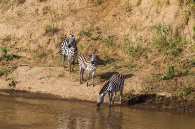 Zebralar, su kenarında. Masai Mara, Kenya
