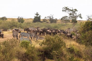 Otobur yüksek banka büyük sürüsü. Kenya, Afrika