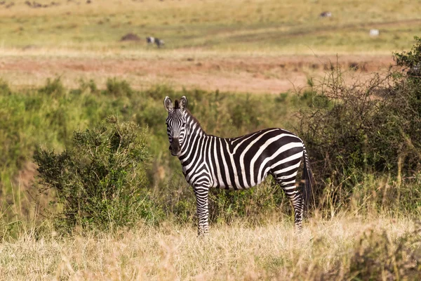 Ein Zebra Auf Einem Hügel Der Savanne Masai Mara Kenia — Stockfoto