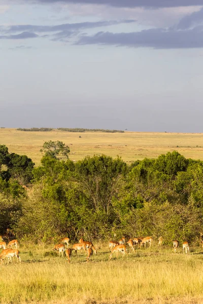 Troupeau Antilopes Impala Dans Savane Kenya Afrique — Photo