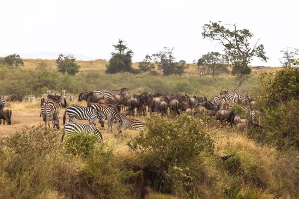 Stor Flock Växtätare Hög Bank Kenya Afrika — Stockfoto