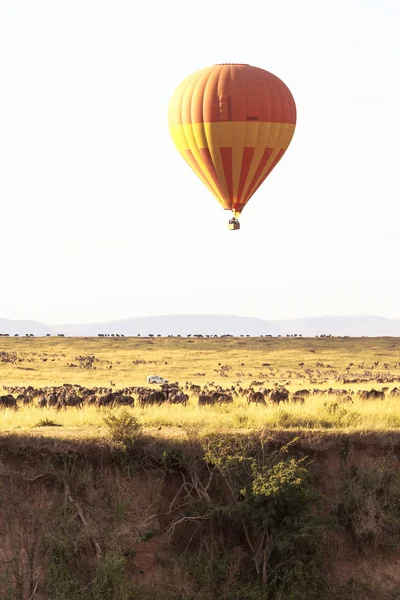 Ballong Över Stora Hjordar Afrika Kenya — Stockfoto