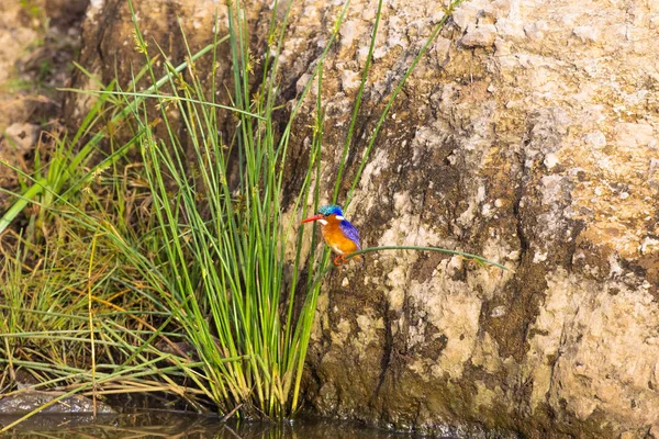 Pasărea Kingfisher Stă Trestie Kenya Africa — Fotografie, imagine de stoc