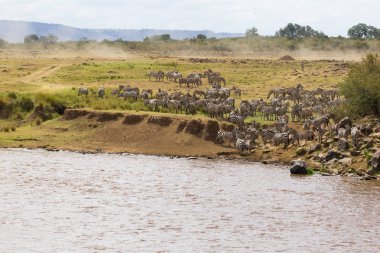 Zebralar diğer kıyıya geçerken önce sahilde bir birikimi. Kenya, Afrika