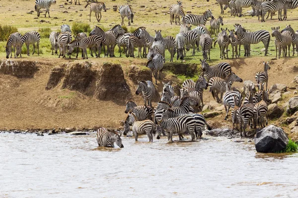Zebror Förbereder Att Korsa Floden Mara Kenya Afrika — Stockfoto