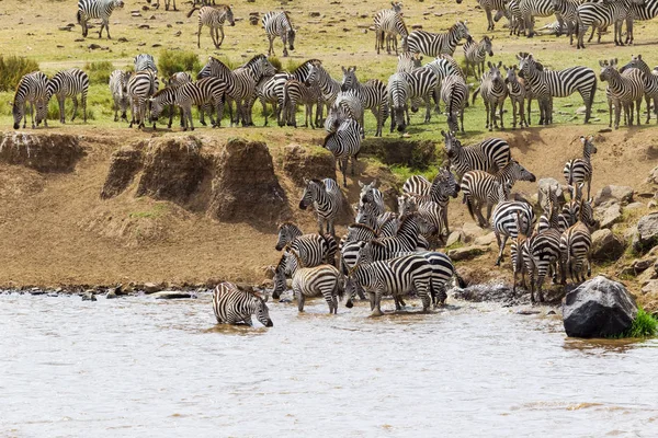 Zebralar mara Nehri geçmeye hazırlanıyorlar. Kenya, Afrika