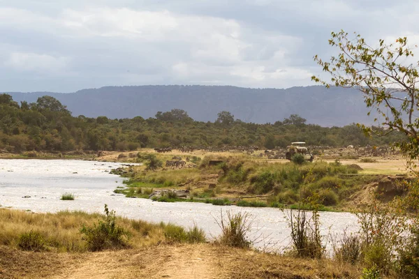 Monitoring the ungulate crossing through the Mara River. Ecotourism in Kenya.