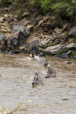 Su bariyer büyük göç yolu üzerinde. Masai Mara, Kenya