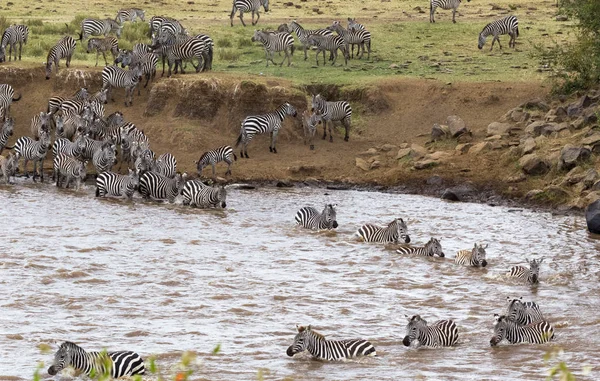 Korsningen Mara River Kenya Afrika — Stockfoto