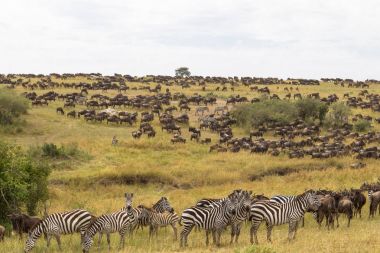 Ungulates Masai Mara ovada büyük sürüleri. Kenya, Afrika