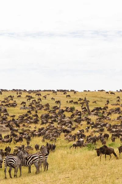 Mycket Stora Hjordar Hovdjur Serengeti Slätten Kenya Afrika — Stockfoto