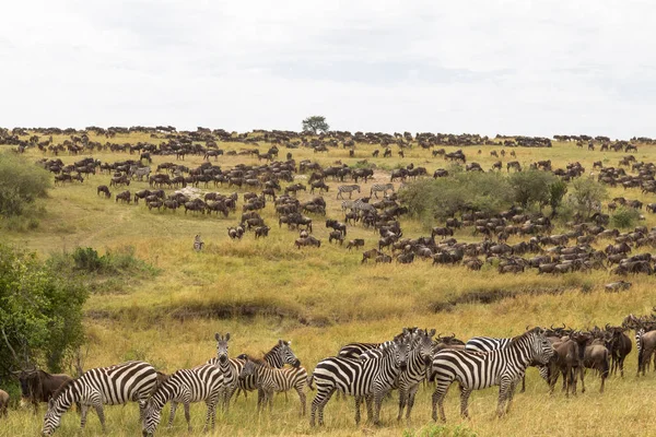 Enormes Manadas Ungulados Las Llanuras Masai Mara Kenia África —  Fotos de Stock