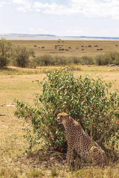 Ένα Μεγάλο Τσίτα Πίσω Από Ένα Θάμνο Πεδιάδα Της Serengeti — Φωτογραφία Αρχείου