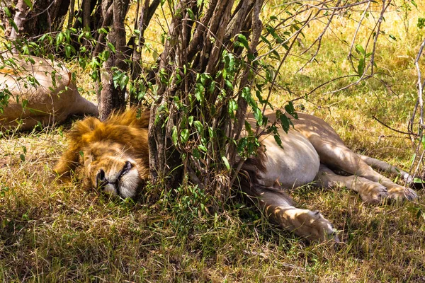 León Dormido Gran Dueño Sabana Kenia África — Foto de Stock