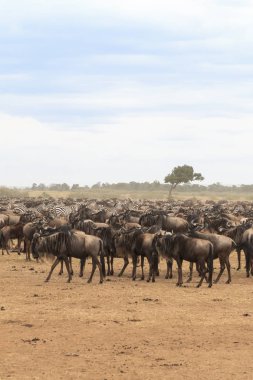 Geçiş için bekliyor. Ungulates sahilde büyük sürüleri. Mara Nehri. Kenya, Afrika