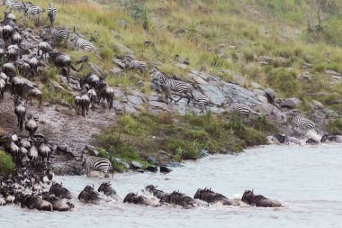Antilop nehrin büyük bir akış. Masai Mara, Kenya
