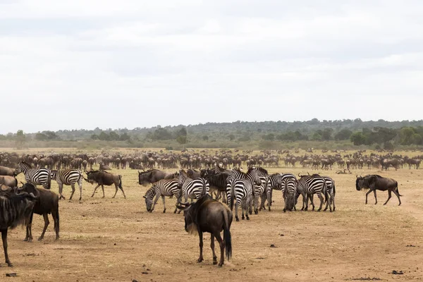 Väntar För Passage Ackumulering Hovdjur Stranden Mara River Kenya Afrika — Stockfoto