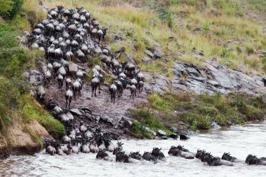 Geçiş sonra sudan büyük sürüsü. Kenya, Afrika'da büyük göç