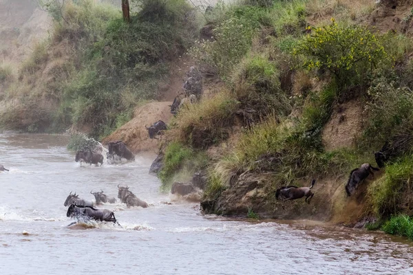 Wildebeest is jumping from the steep bank to the river. Great migration in Africa. Masai Mara, Kenya