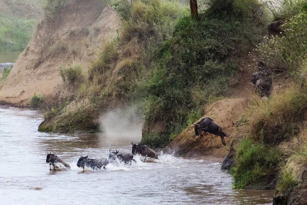 Hoppa Från Brant Bank Till Floden Folkvandringstiden Aktion Kenya Afrika — Stockfoto