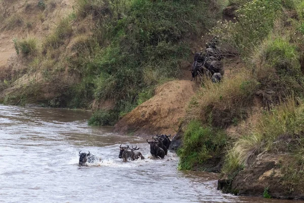 Αρχή Της Διασχίζοντας Γκνου Στον Ποταμό Μάρα Κένυα Αφρική — Φωτογραφία Αρχείου