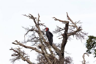 Southhern kara Kartallar dalı. Masai Mara, Afrika