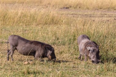 Tüm hayatım boyunca diz. Masai Mara içinde warthogs. Kenya, Afrika