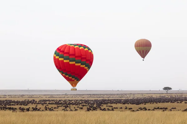 Afrika Büyük Sürüler Üzerinde Bir Sıcak Hava Balonu Uçuşta Kenya — Stok fotoğraf