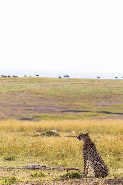 Cheetah Klockor Savannen Masai Mara Kenya — Stockfoto