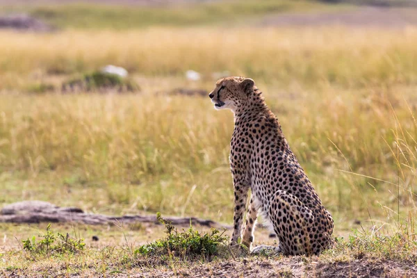 Ghepardul Uită Savană Masai Mara Kenya — Fotografie de stoc gratuită