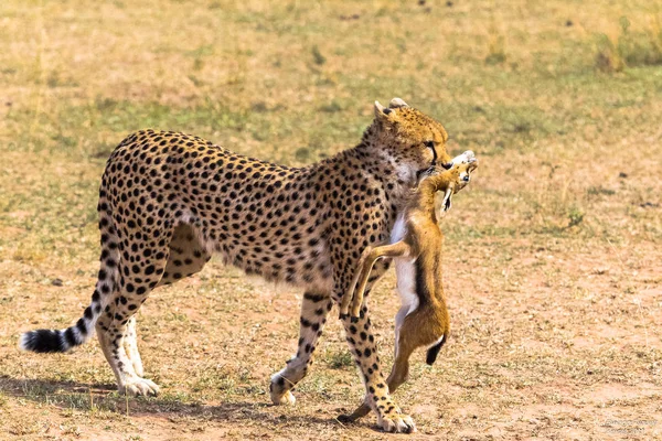 Gepard Chytil Impala Nejjižnější Vyhlídkový Afrika — Stock fotografie