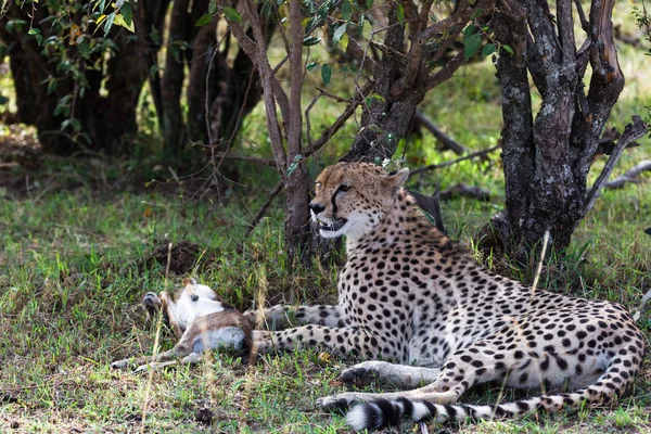 Impala Gevangen Binnenkort Lunch Masai Mara Kenia — Stockfoto